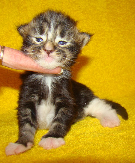     Catsvill County!   !    !       !!!    Catsvill County +7-926-544-74-09     .   ,   ,   ,    ,   ,  ,     ,   -,    ,   !